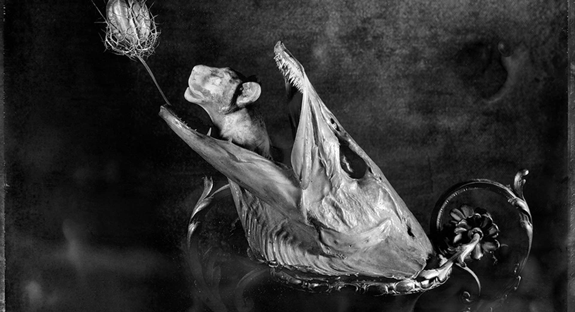 Polaroid Stillleben DER TRÄUMER Leo Seidel